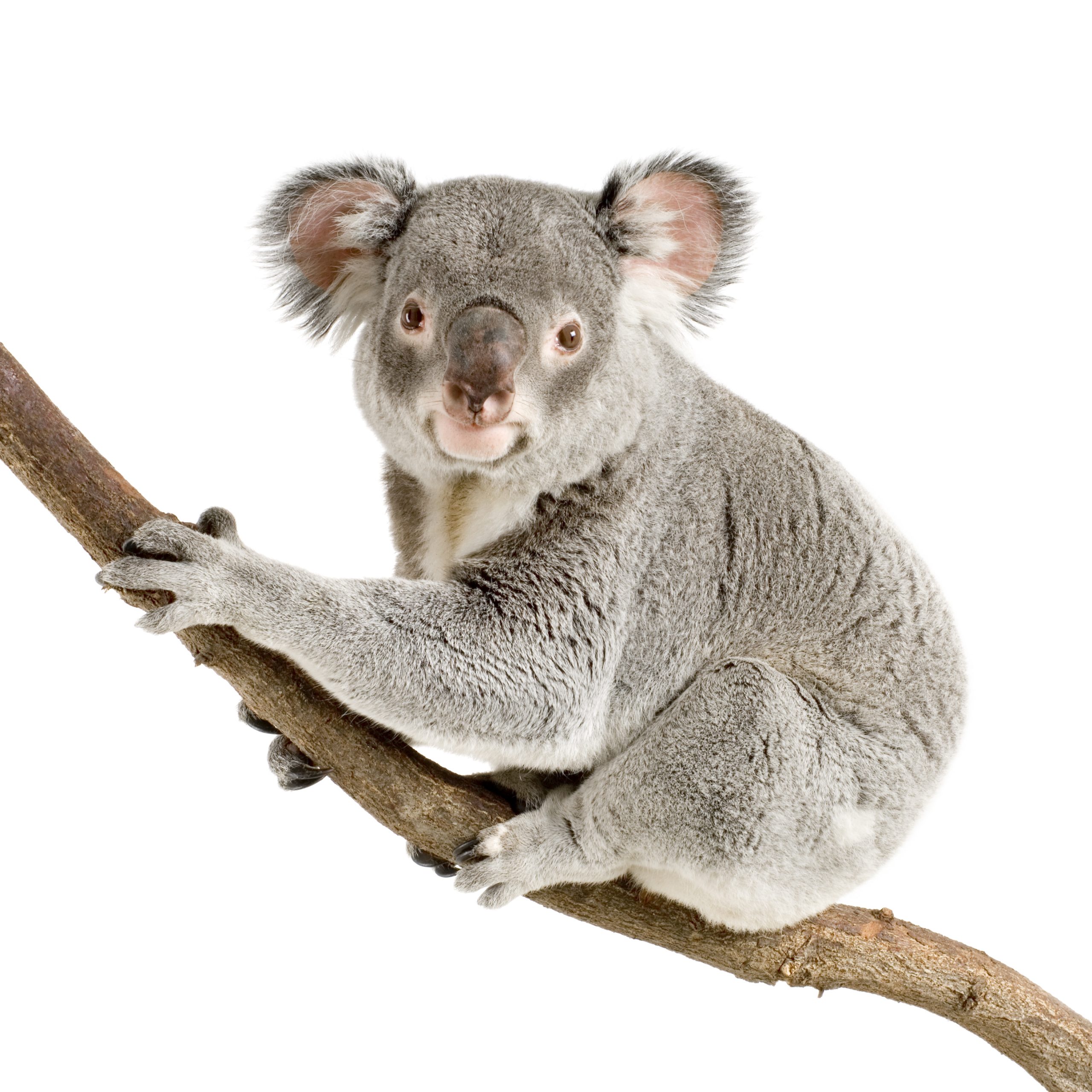 Koala I